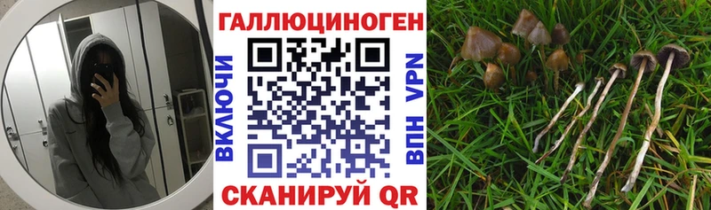 купить   Тверь  ссылка на мегу вход  Псилоцибиновые грибы ЛСД 